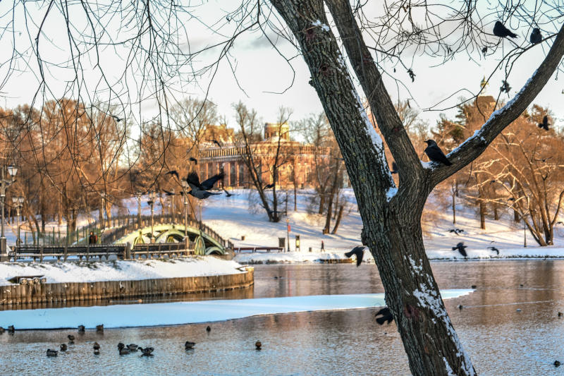 Столичные власти беспокоятся за птиц. Фото: Пелагия Замятина