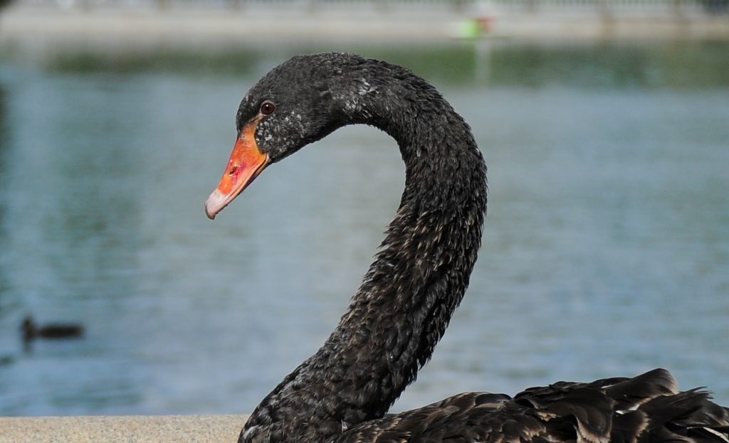 После инцидента с черным лебедем москвичей призвали сообщать о замерзающих птицах