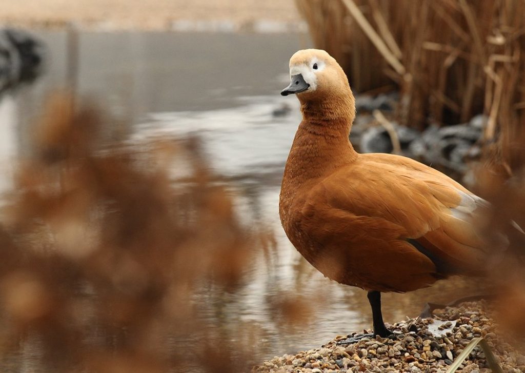 Орнитологи рассказали о вреде черного хлеба для птиц. Фото: сайт мэра Москвы