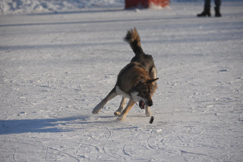 Собака играет в хоккей. Фото: Александр Кожохин