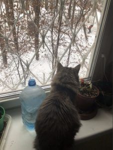 Кошка Мурка наблюдает за дворником. Фото: Ольга Протасова