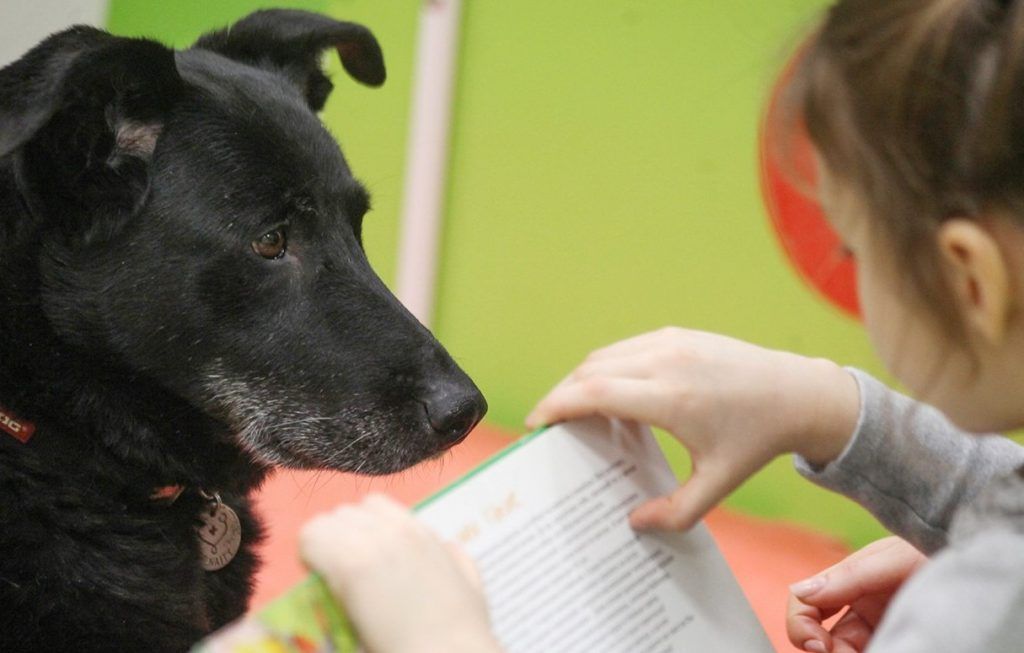 Библиотечная собака Найда поможет детям научиться читать. Фото: сайт мэра Москвы