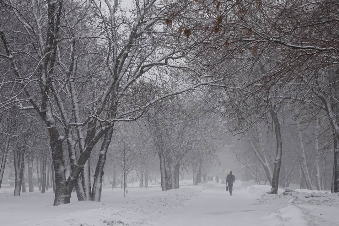 Серый метель