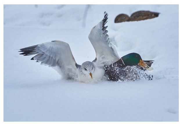 Чайка и утка борятся за кусок хлеба, Фото: Константин Соболев