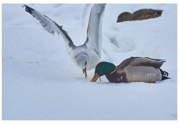 Чайка и утка борятся за кусок хлеба, Фото: Константин Соболев