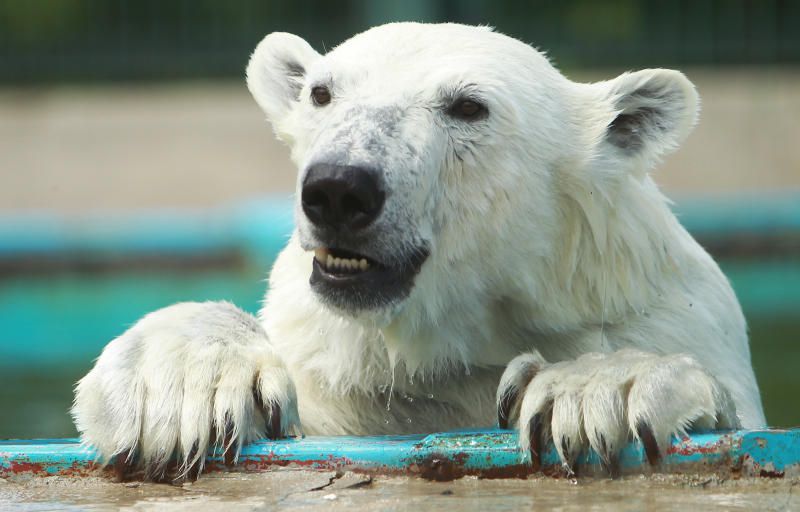 Московский зоопарк пригласил отметить День полярного медведя