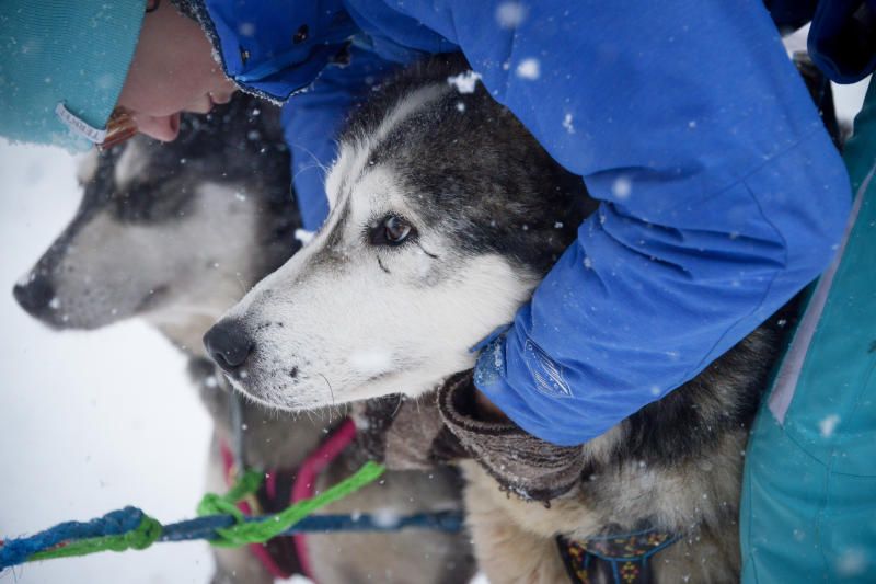В Москве появилась двухметровая собака-обнимака