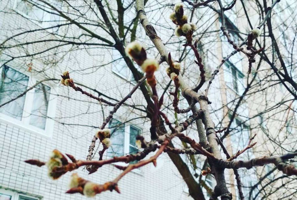 Народный корреспондент вычислил весну. Фото: пользователь xtreme_sister, Instagram