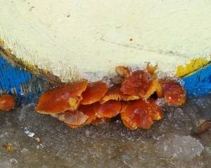Этот снимок нам прислала народный корреспондент Любовь Ковдус, пошутив, что это первые грибы. А обозреватель Ольга Кузьмина не шутит: действительно, первые!