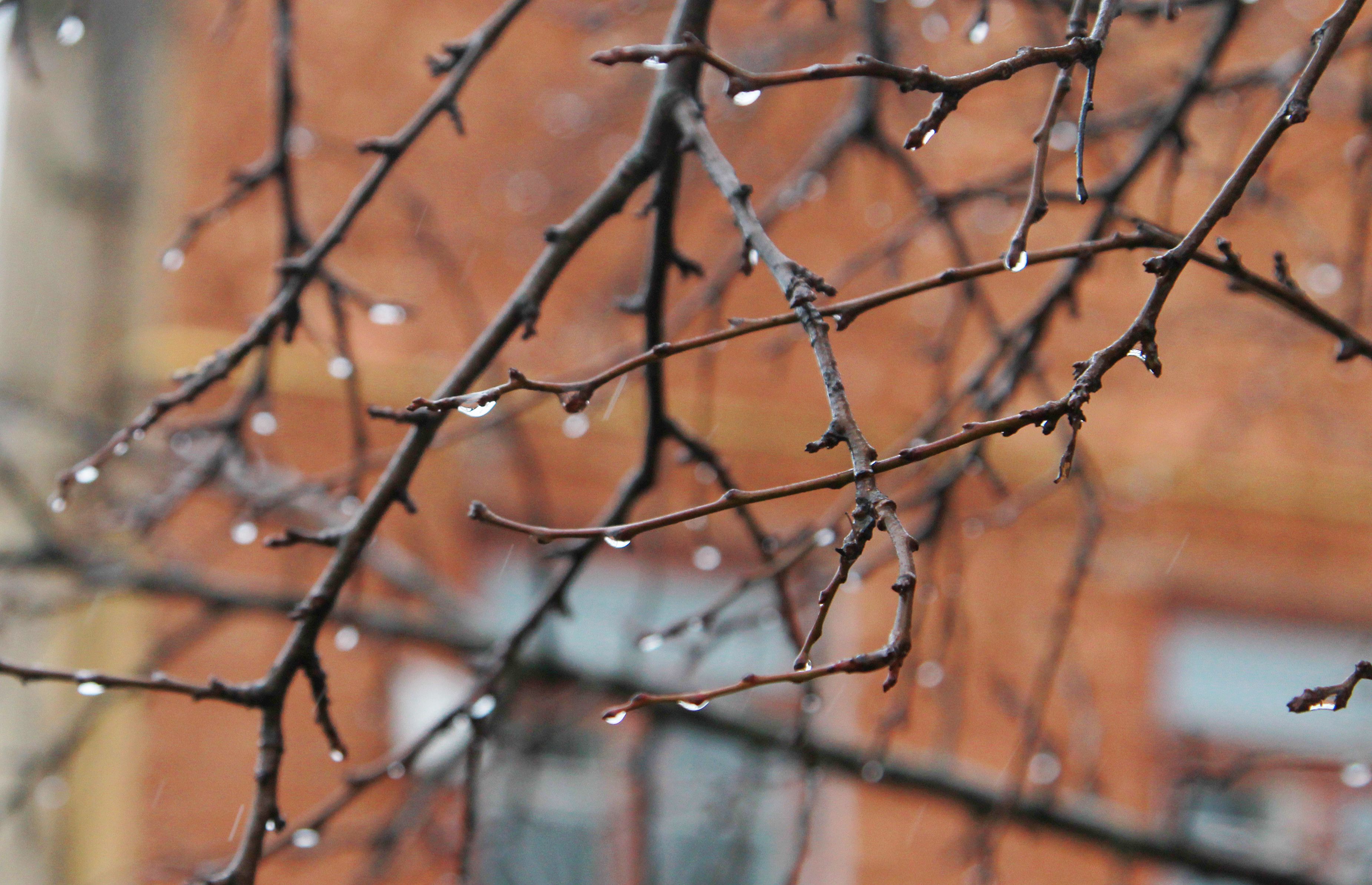 Тепло со снегом и дождем останется в Москве на выходных
