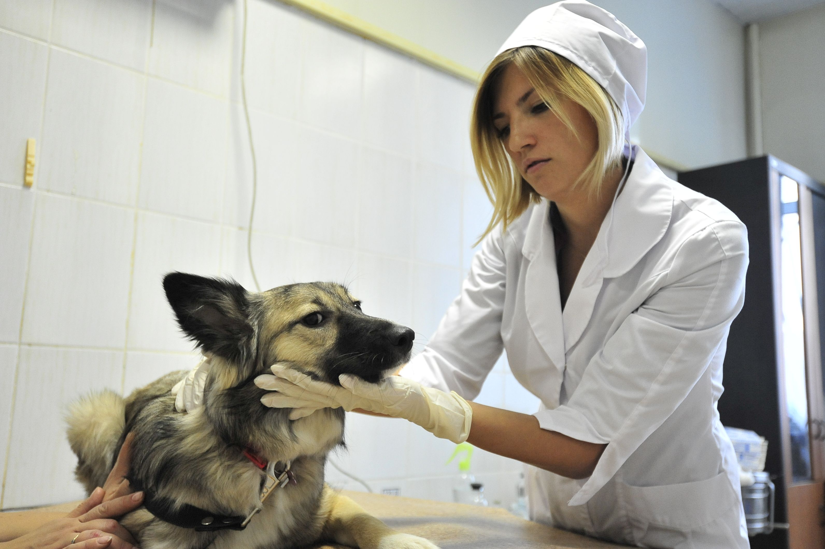 Москва определит лучшего ветеринара