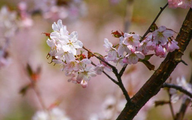 Праздник цветения сакуры организуют в Бирюлевском дендропарке