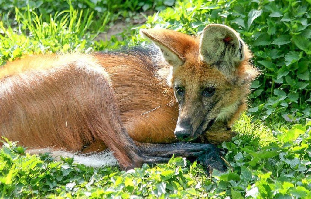 Животное быстро освоилось. Фото: mos.ru Животное быстро освоилось. Фото: mos.ru
