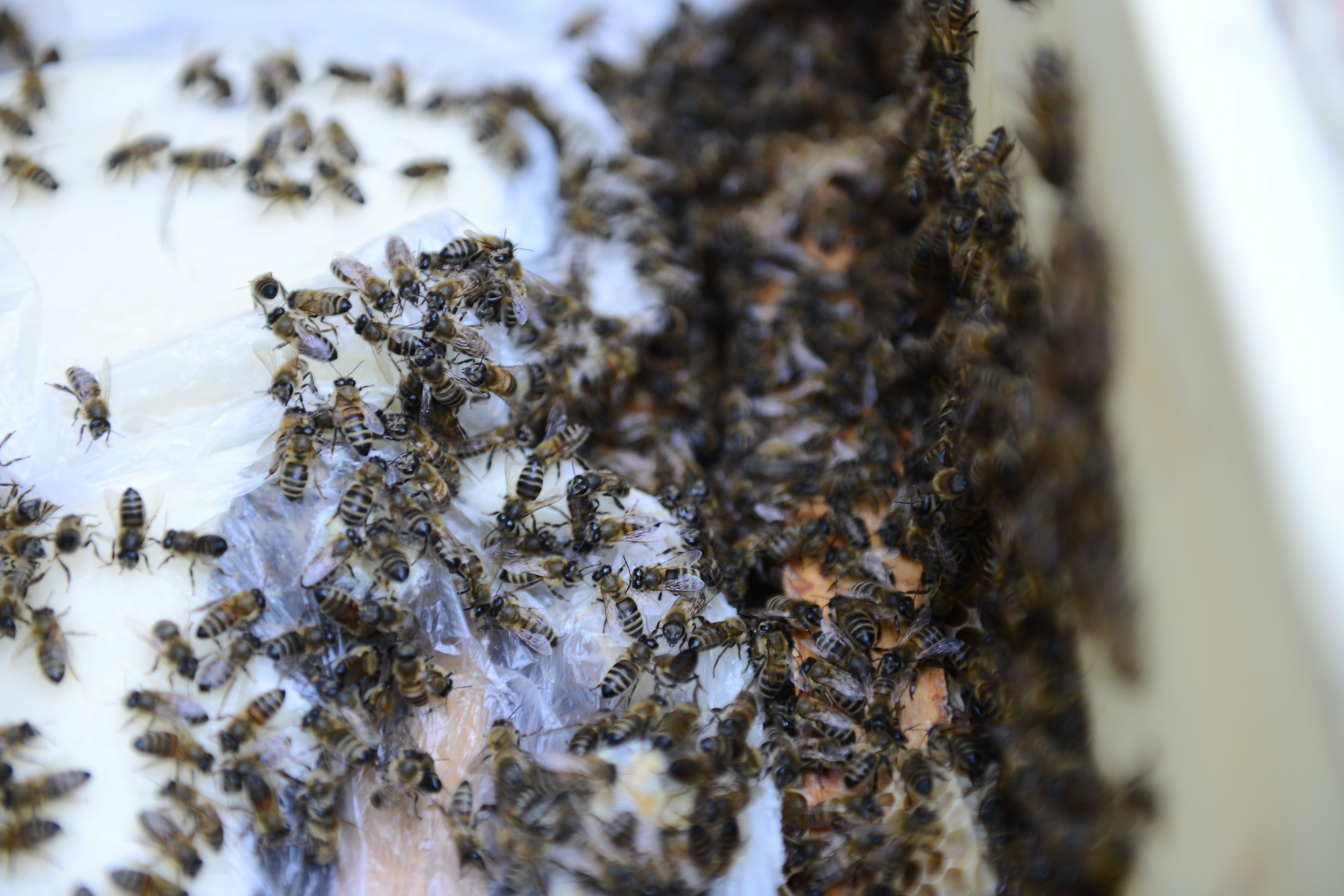 Домики для одиноких пчел и «роддома» насекомых откроют на юго-востоке Москвы