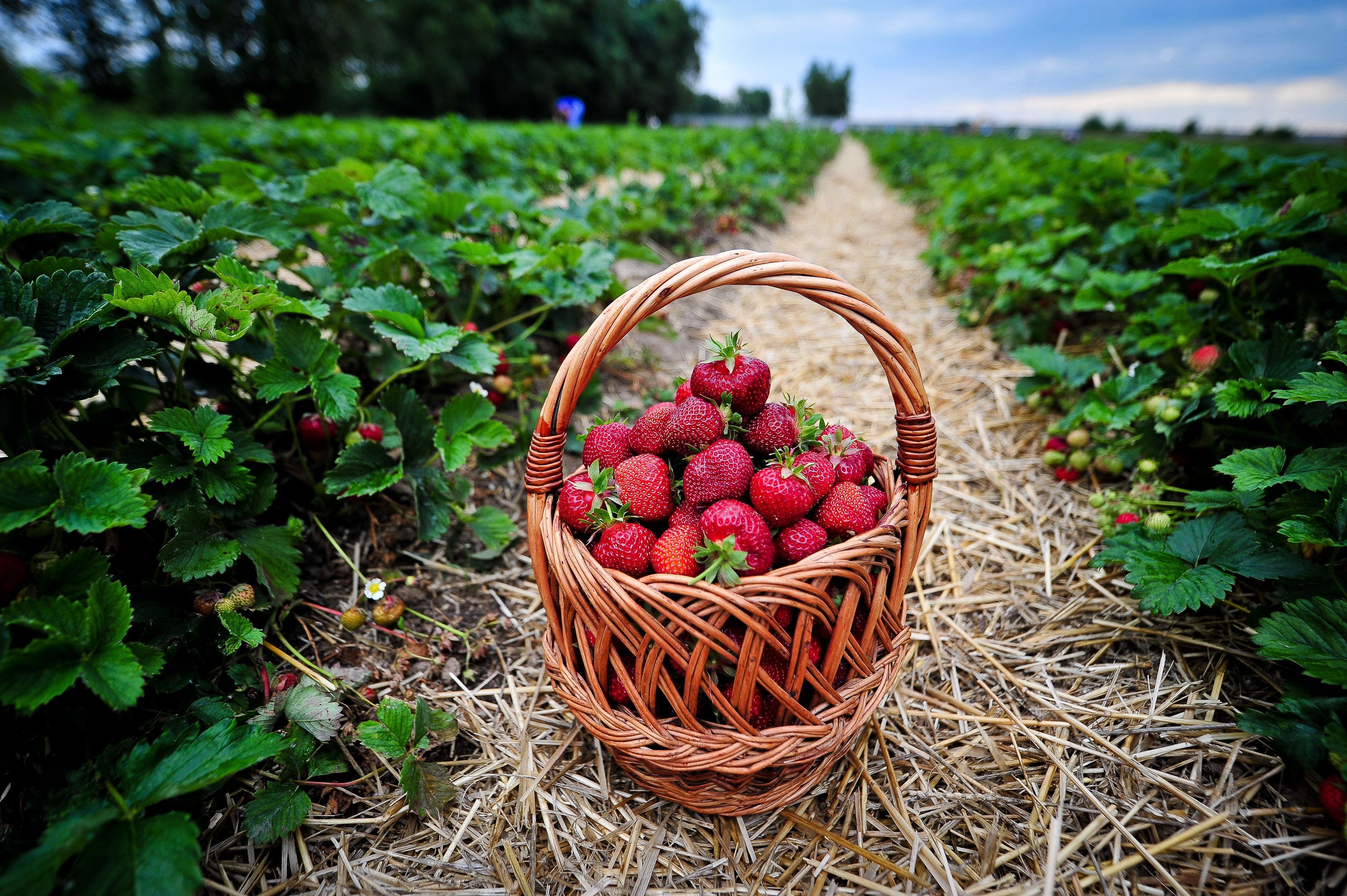 В ягодах содержатся полезные для организма вещества. Фото: Александр Казаков
