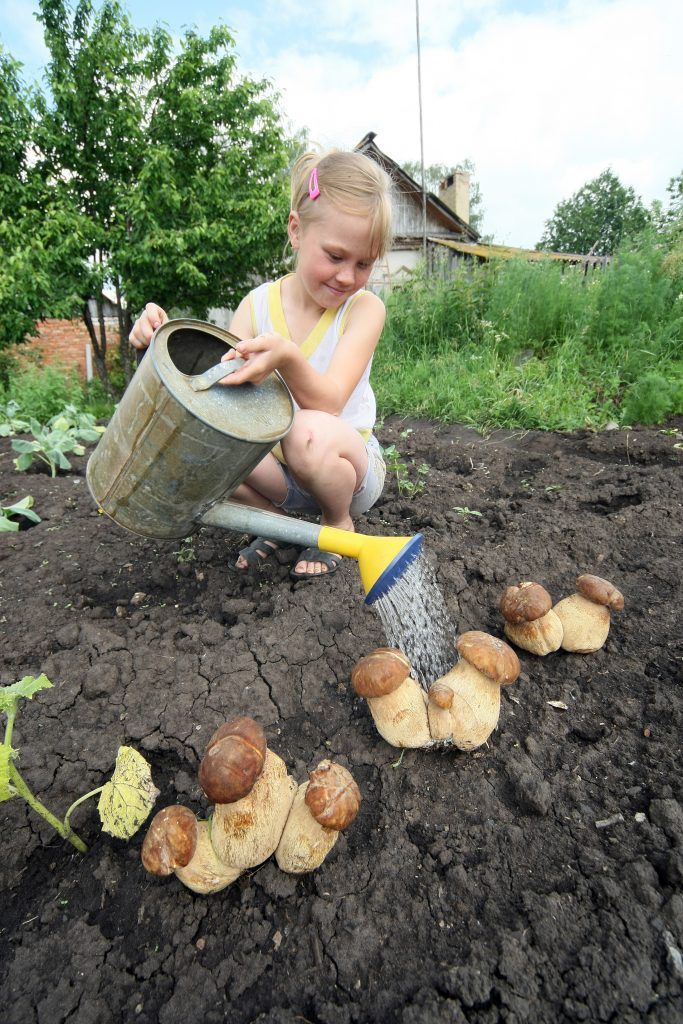 12 июля 2019 года. Юная москвичка поливает грядки. Грибы на этом снимке подрисованы мошенниками, продающими «семена» через интернет. На самом деле грибы на грядках не растут. Фото: ИНТЕРПРЕСС / ЗАМИР УСМАНОВ / ТАСС