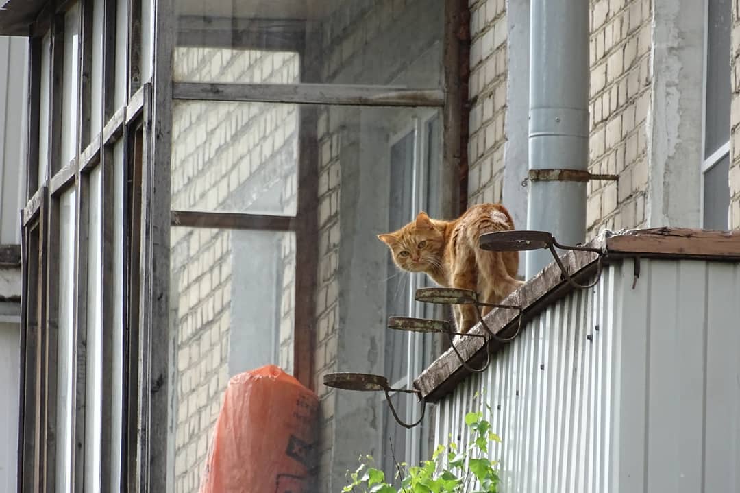 Каширский кот: народный корреспондент посвятил стихотворение питомцу. Фото: Елена Градова Каширский кот: народный корреспондент посвятил стихотворение питомцу. Фото: Елена Градова