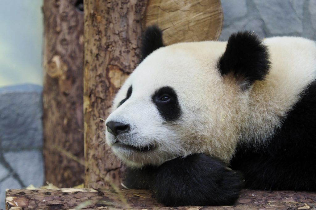 Благодаря камерам каждый сможет наблюдать за пандами в разное время дня. Фото: Антон Гердо