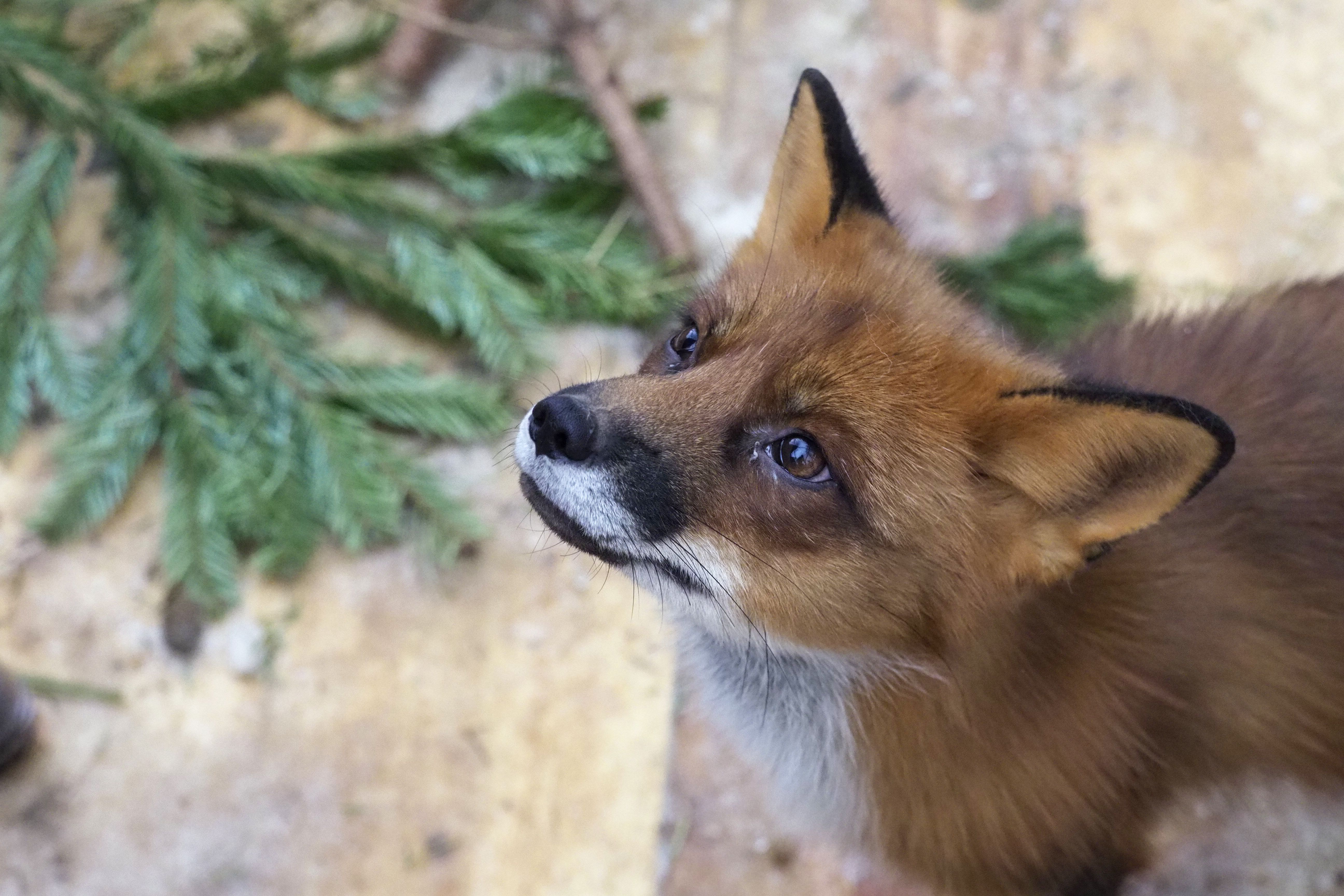 Зоолог объяснил появление лисиц в парке «Царицыно» на юге Москвы