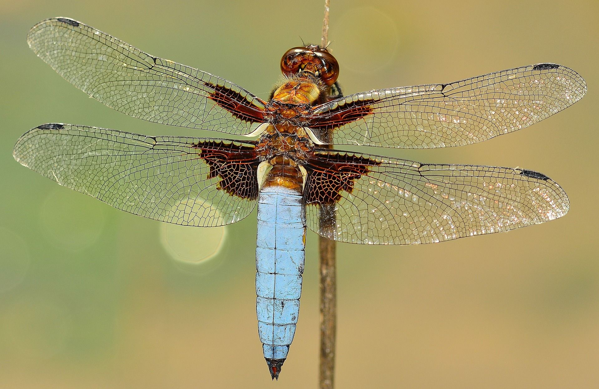 Гости программы Dragonfly узнают, где в Москве водятся редкие стрекозы