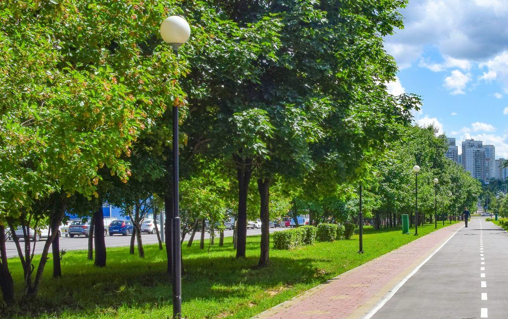 В столице начались работы по уходу за деревьями. Фото: сайт мэра Москвы В столице начались работы по уходу за деревьями. Фото: сайт мэра Москвы