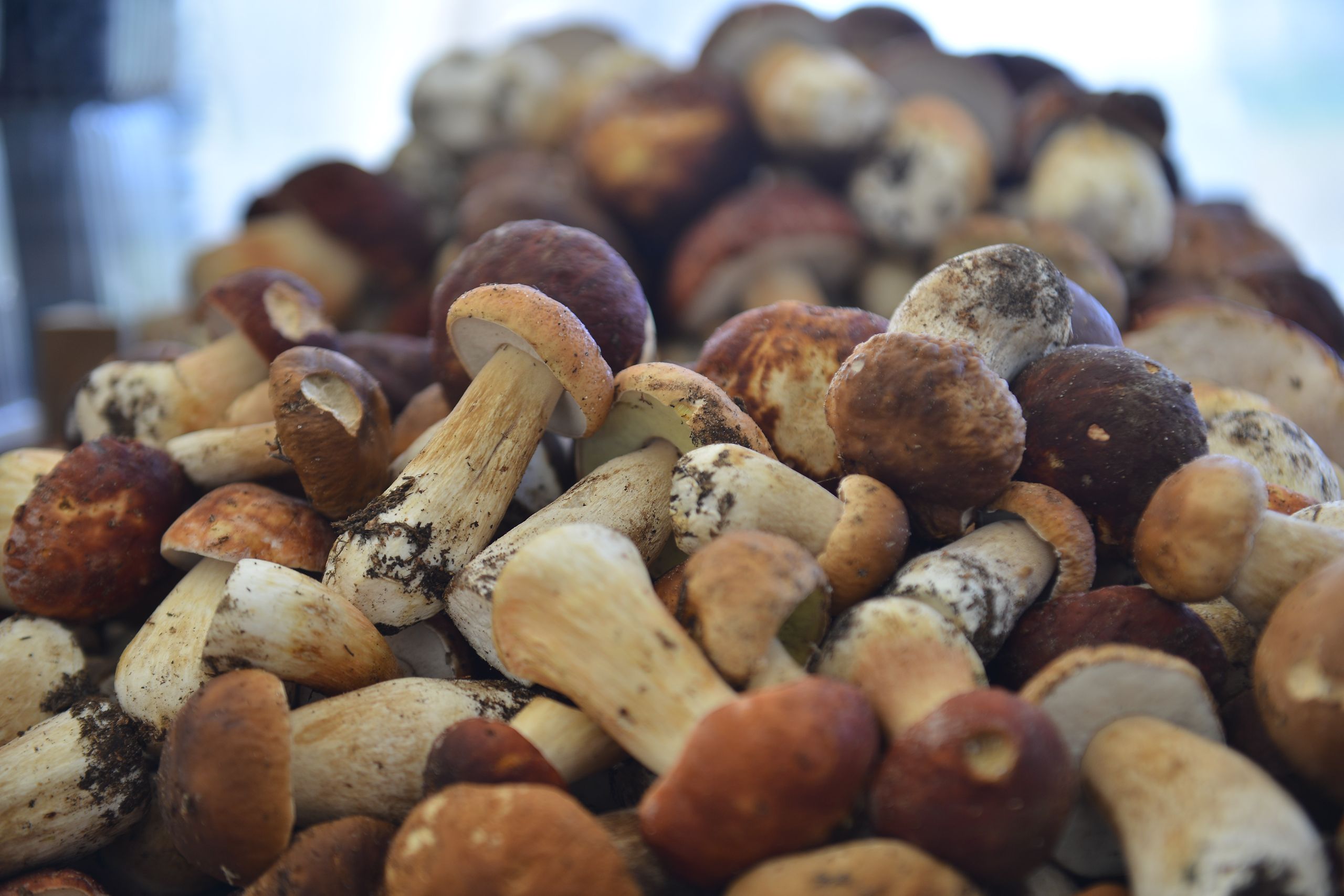 Порция готовых грибов не должна превышать 100-120 граммов. Фото: Наталья Феоктистова