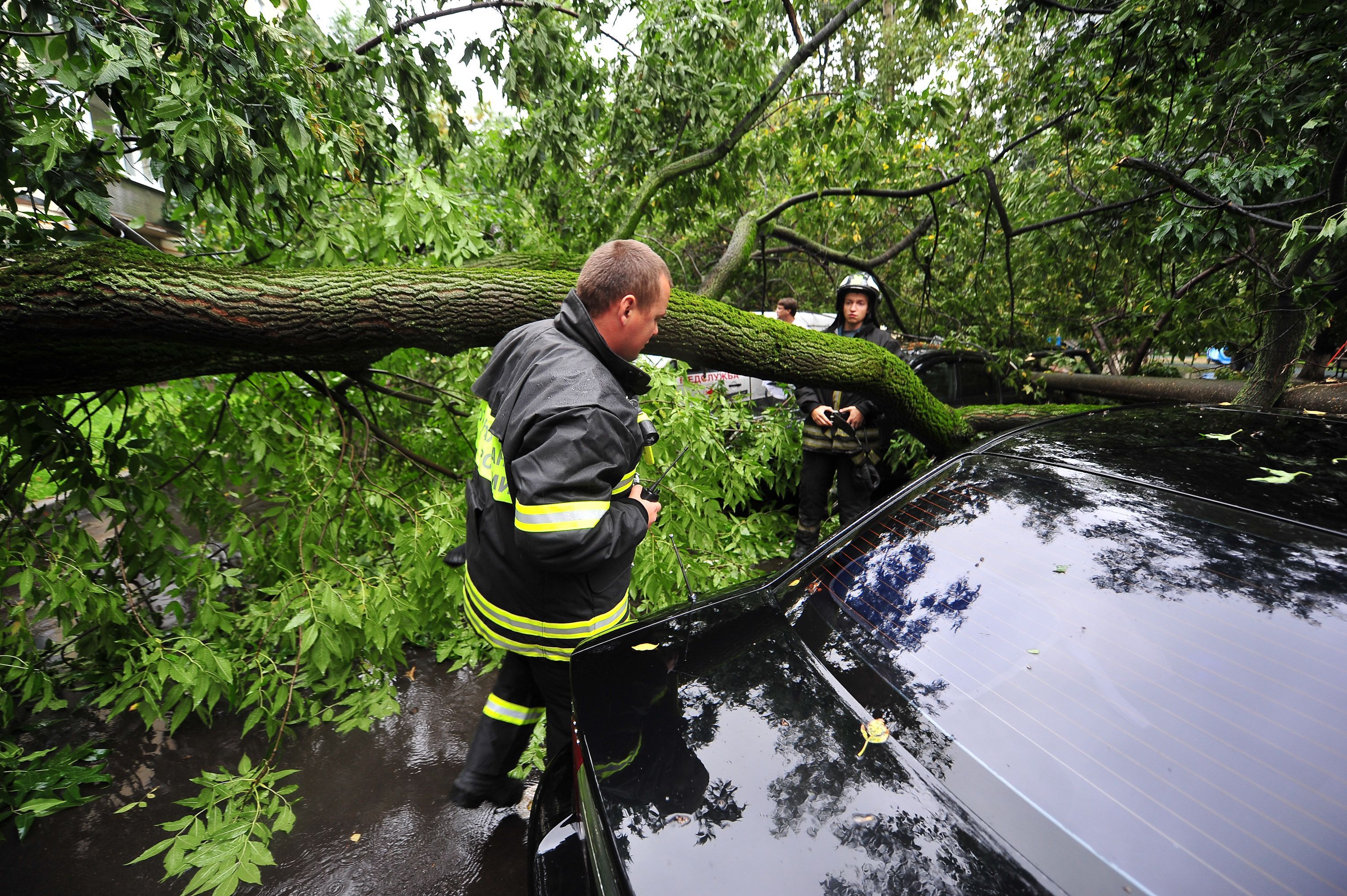 Москвичей призвали к осторожности после падения 27 деревьев
