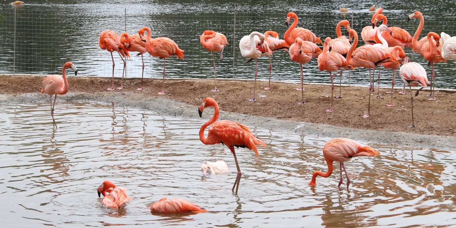 Самую большую в России популяцию фламинго создали в Московском зоопарке