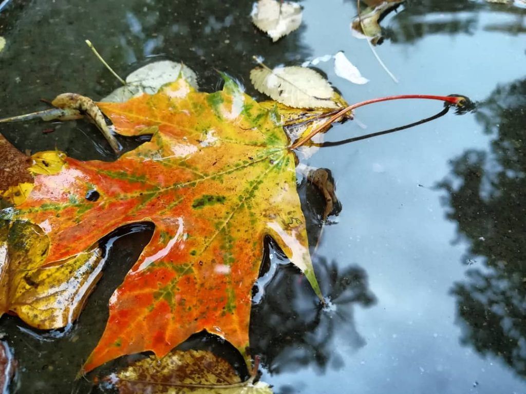 Осень наступила: народный корреспондент запечатлела наступление золотого времени года. Фото: пользователь elena.gradova, Instagram