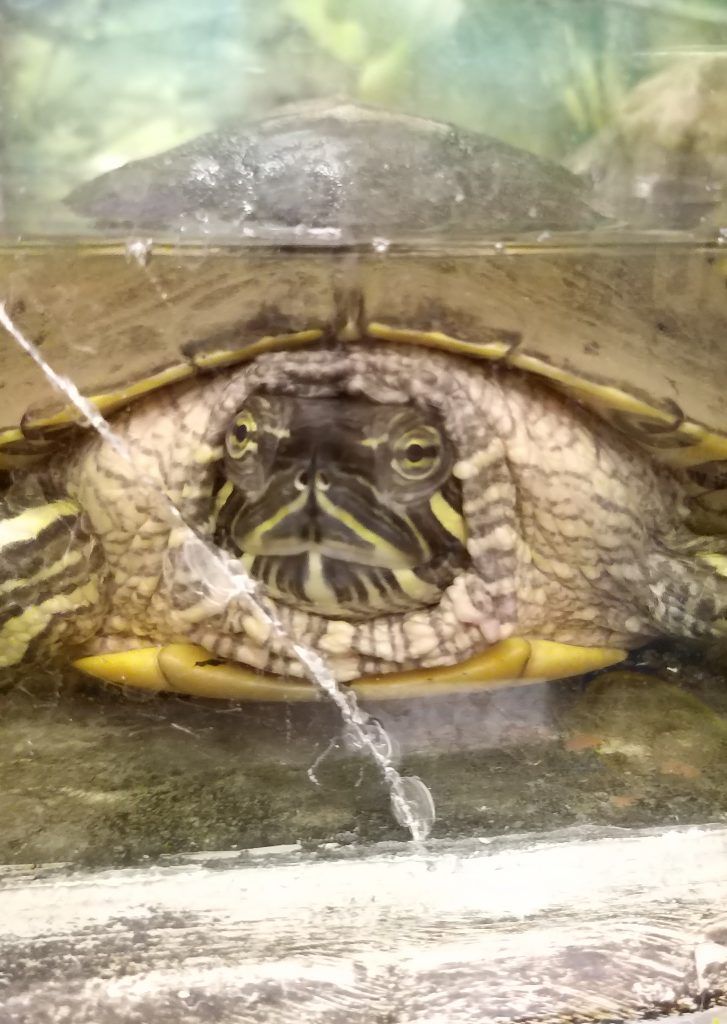 Черепаха Тортила живет в лаборантской кабинета биологии.