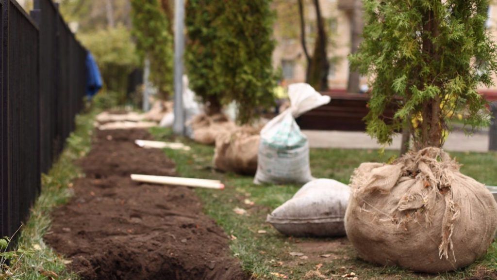 Новые деревья и кустарники высадили в Зябликове. Фото: сайт мэра Москвы