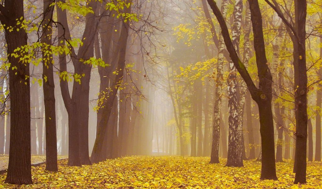 Москвичей предупредили о возможном тумане. Фото: сайт мэра Москвы