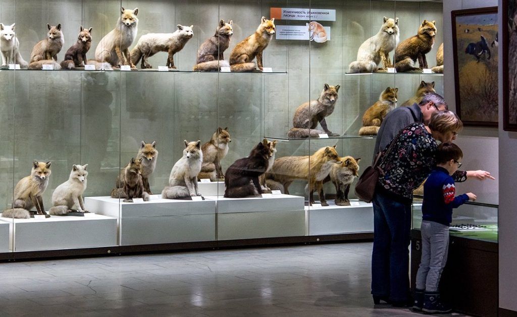 Леший и кикиморы: праздник лесных жителей устроят в Дарвиновском музее. Фото: сайт мэра Москвы