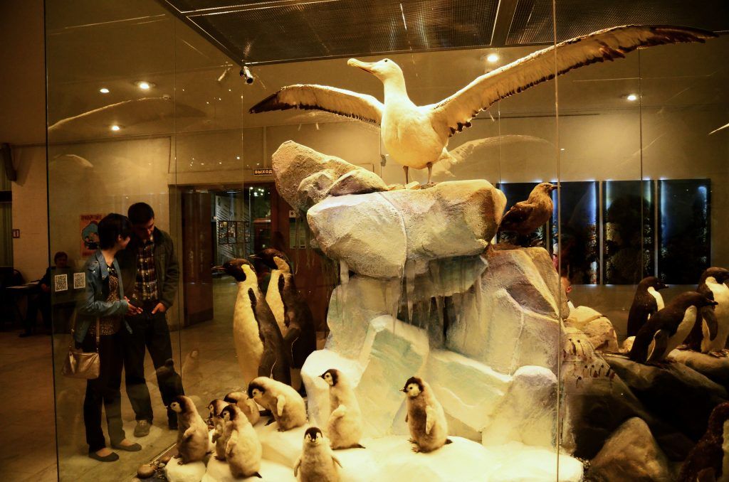 Экстремалы холода: в Дарвиновском музее покажут зубы кашалота и моржовые бивни. Фото: Анна Быкова