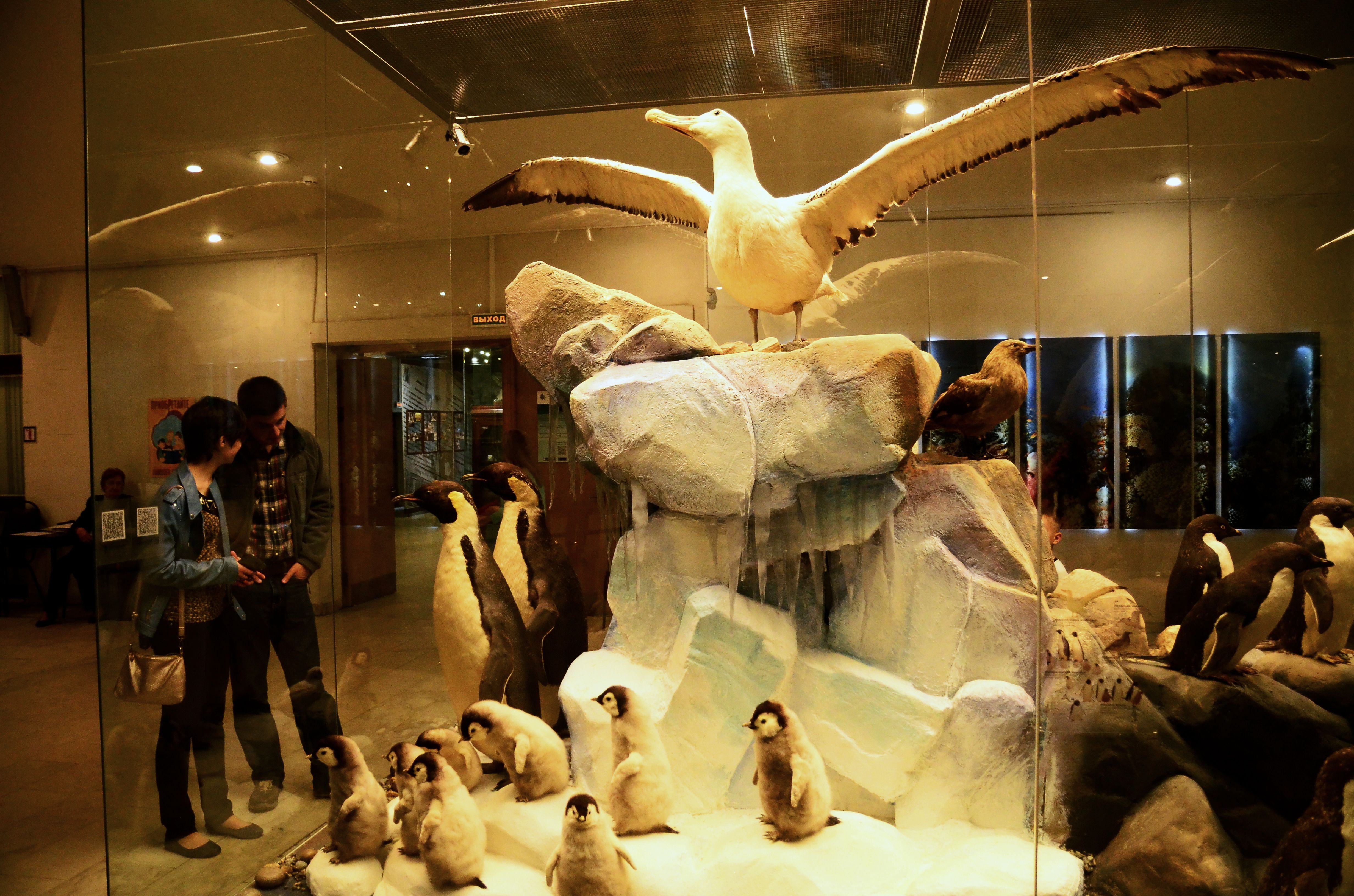 Экстремалы холода: в Дарвиновском музее покажут зубы кашалота и моржовые бивни