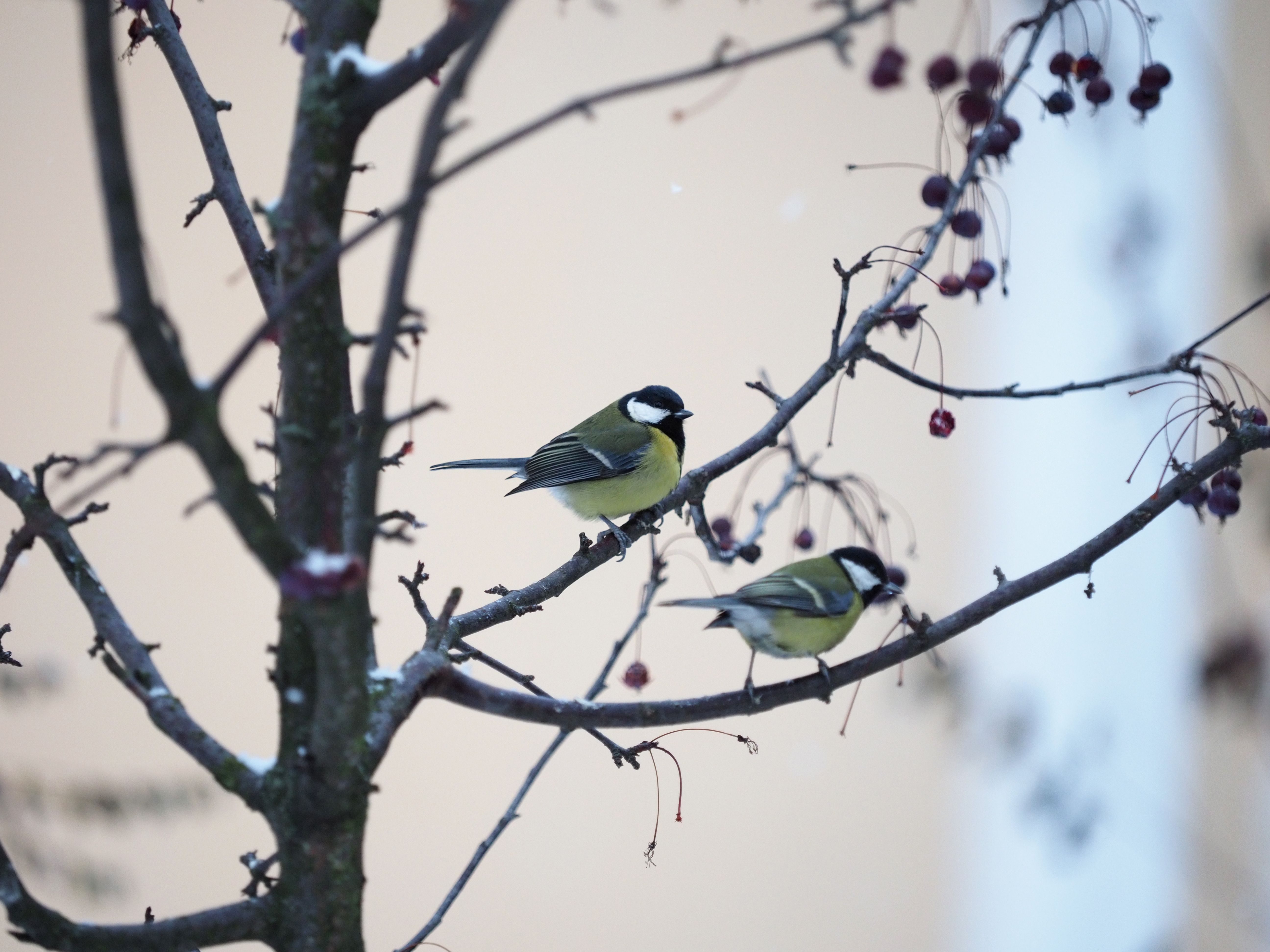 Москвичам расскажут, где и как подкармливать птиц зимой