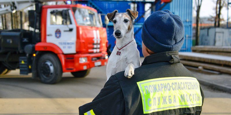 Бесценные специалисты: как работают собаки московских аварийно-спасательных отрядов