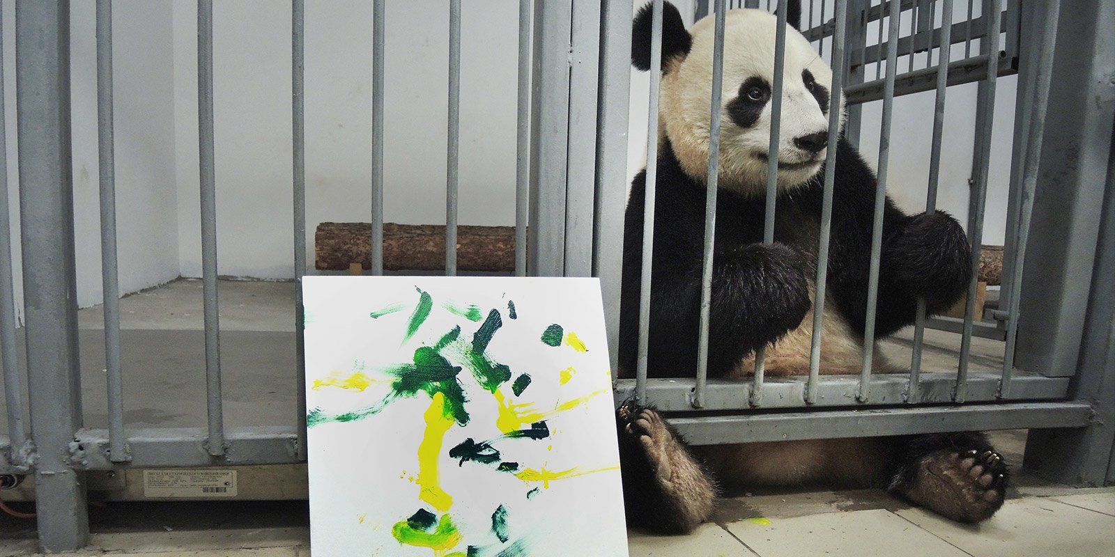 Зоопарк увидеть панду. Московский зоопарк панды жуи и Диндин. Жуи и Диндин в Московском зоопарке. Панда Диндин из Московского зоопарка. Панда жуи в Московском.