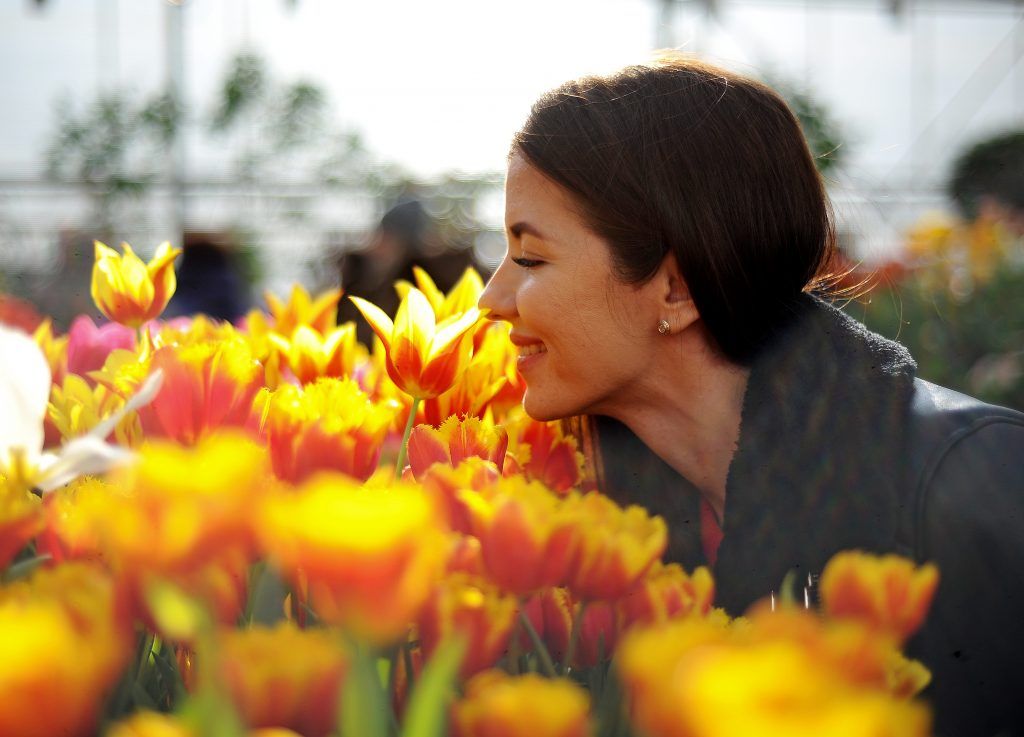 Гости увидят самые разнообразные сорта тюльпанов. Фото: Светлана Колоскова