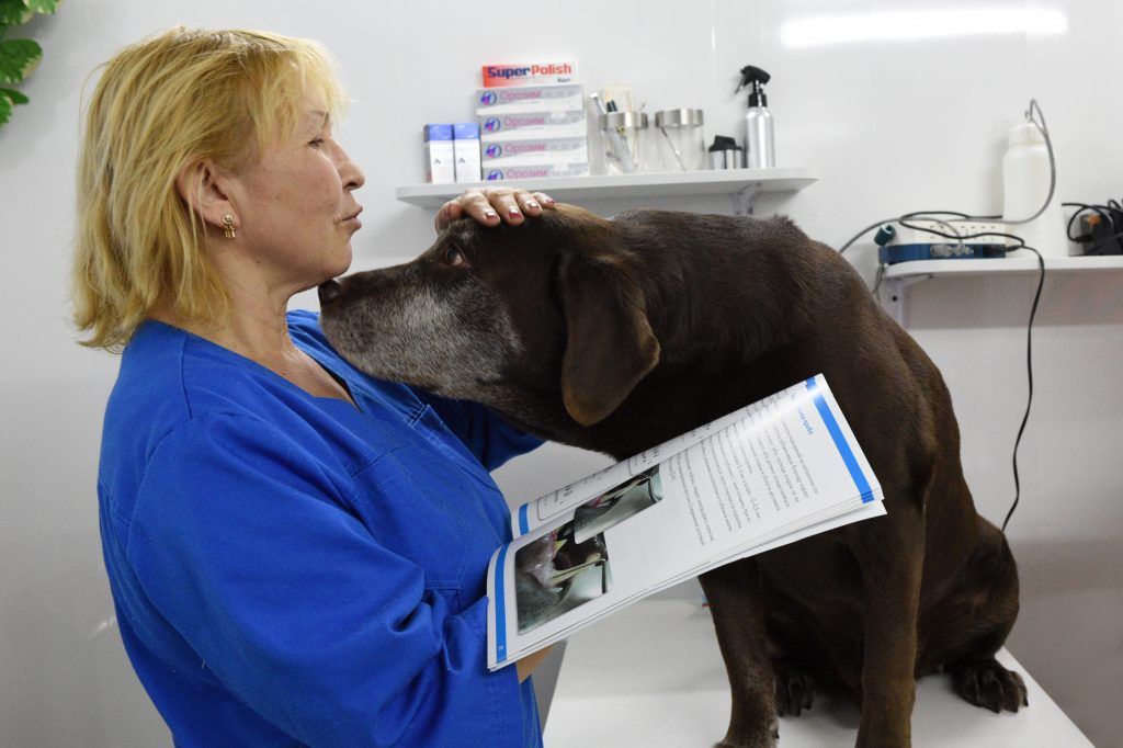 Москвичи определят актуальность пунктов вакцинации рядом с площадками для выгула собак