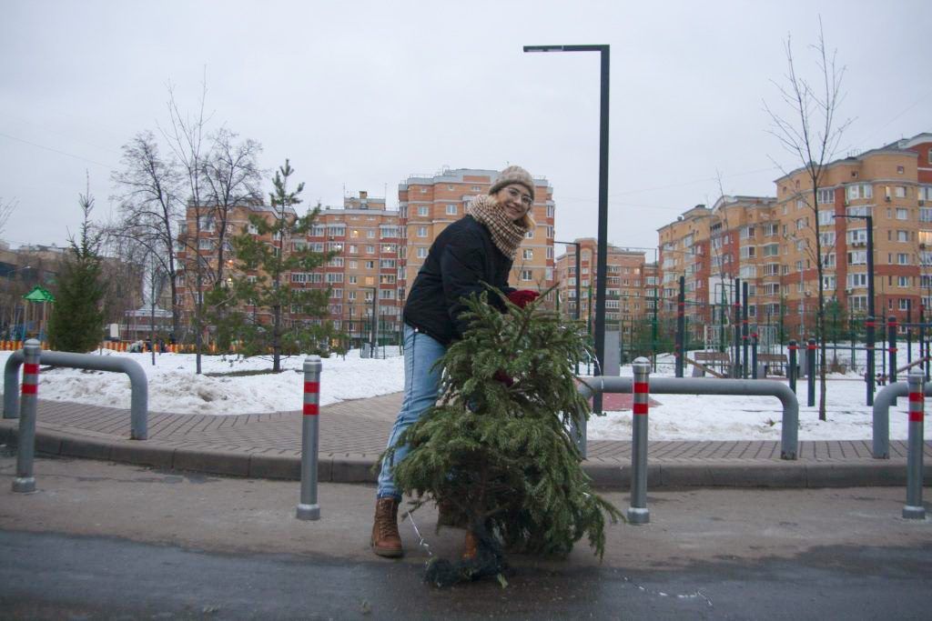 Жительница округа Ирина Кошелева относит елку в пункт приема. Фото: Дмитрий Благодырь