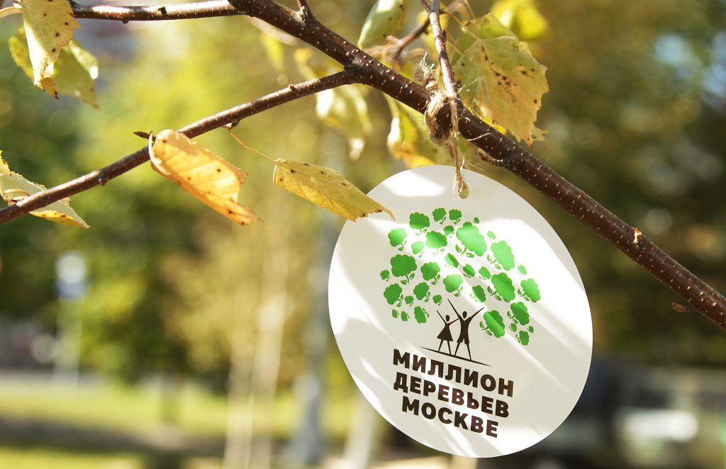 Жители Москвы выбрали растения для озеленения дворов