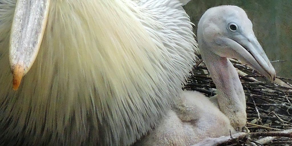 Редкие пеликаны в Московском зоопарке обзавелись потомством