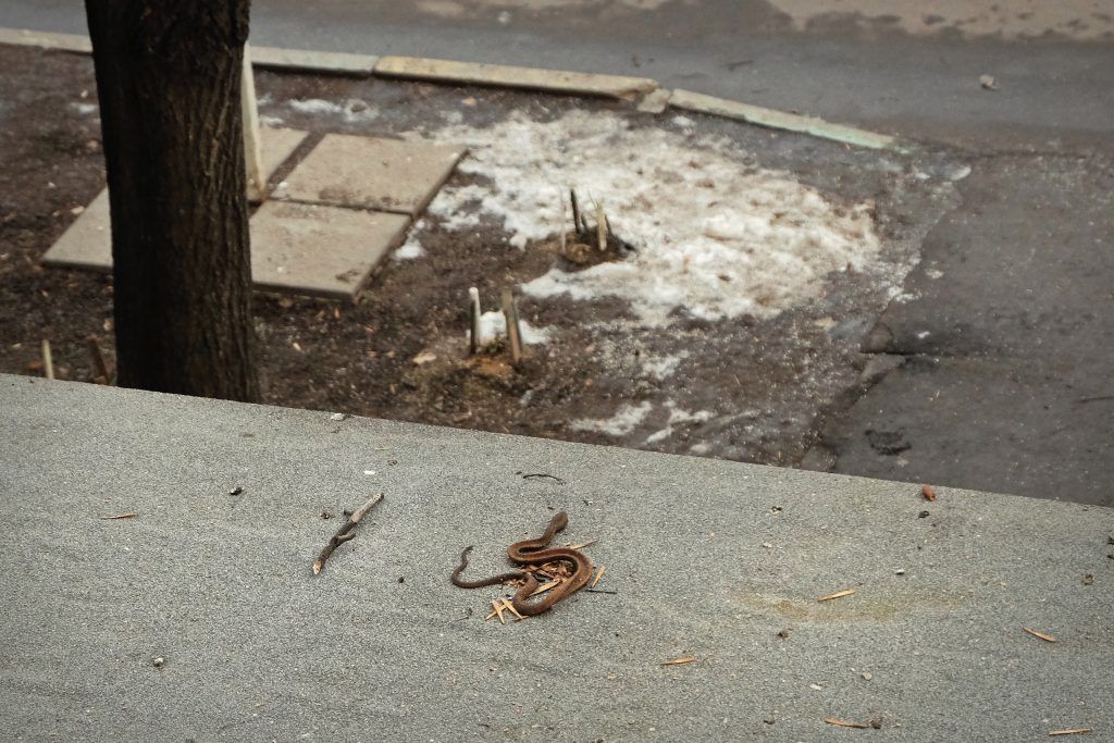 Народный корреспондет сфотографировала змею на козырьке подъезда. Фото: Анна Салтыкова