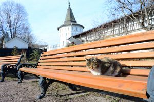 в с котом Тушилой (1). Кеша — любимец прихожан Свято-Данилова монастыря. Фото: Пелагия Замятина