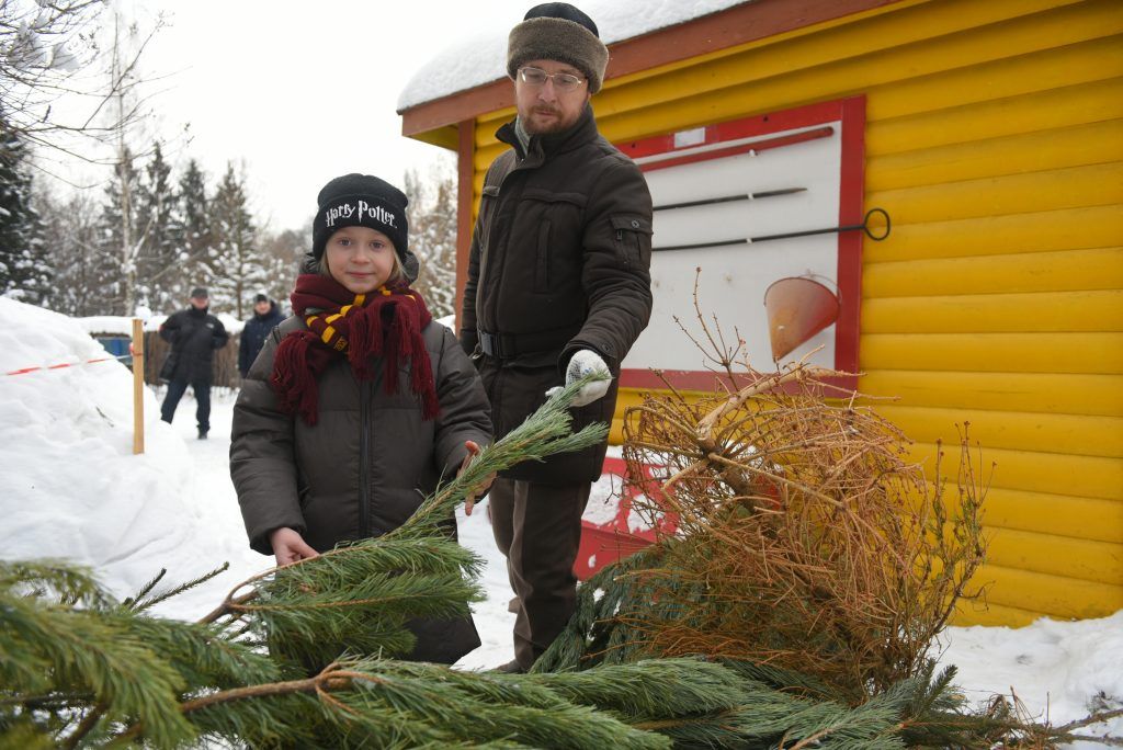 Жители Москвы сдали рекордное число елок на переработку