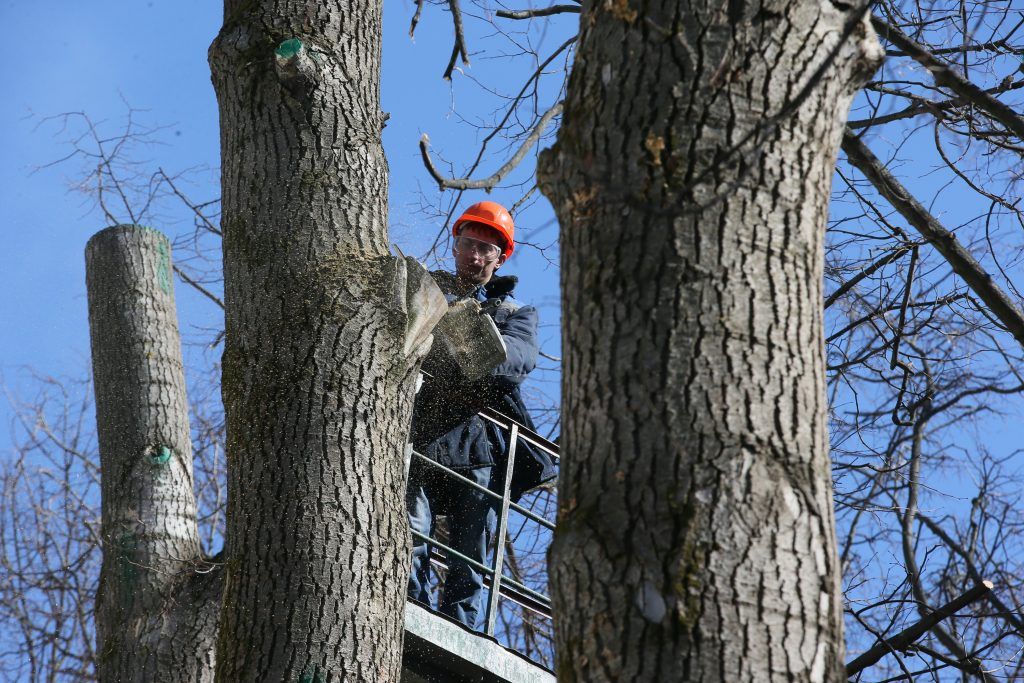 Работы по кронированию деревьев стартовали в столице. Фото: архив, «Вечерняя Москва»
