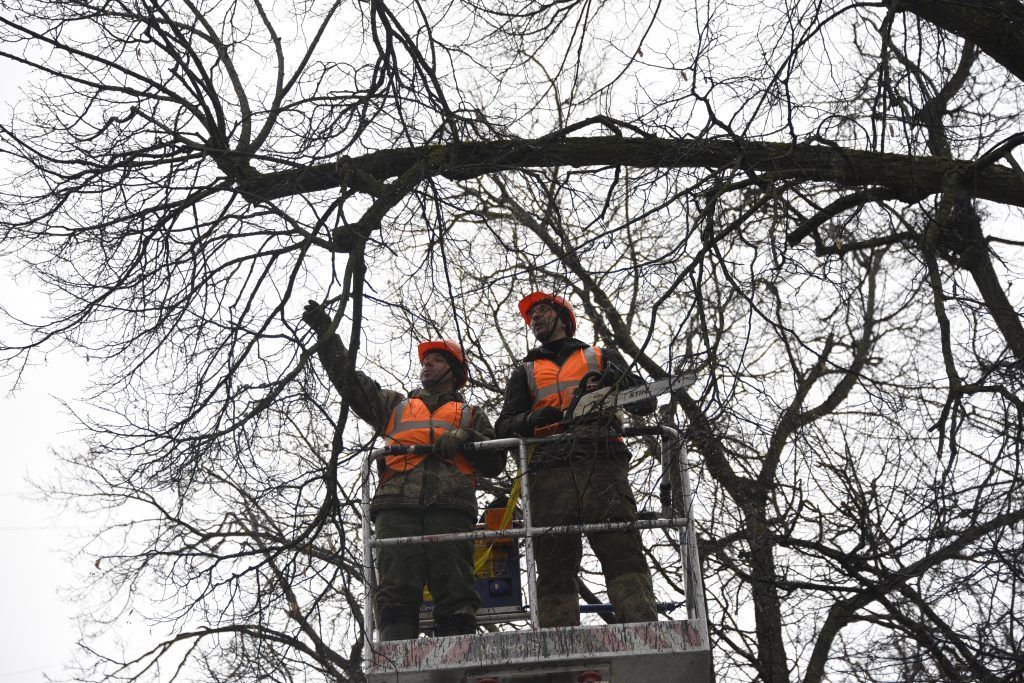 5 марта 2020 года. Промышленные альпинисты Павел Буянов (слева) и Борис Мосалов вырубают аварийные деревья на липовой аллее. Фото: Пелагия Замятина
