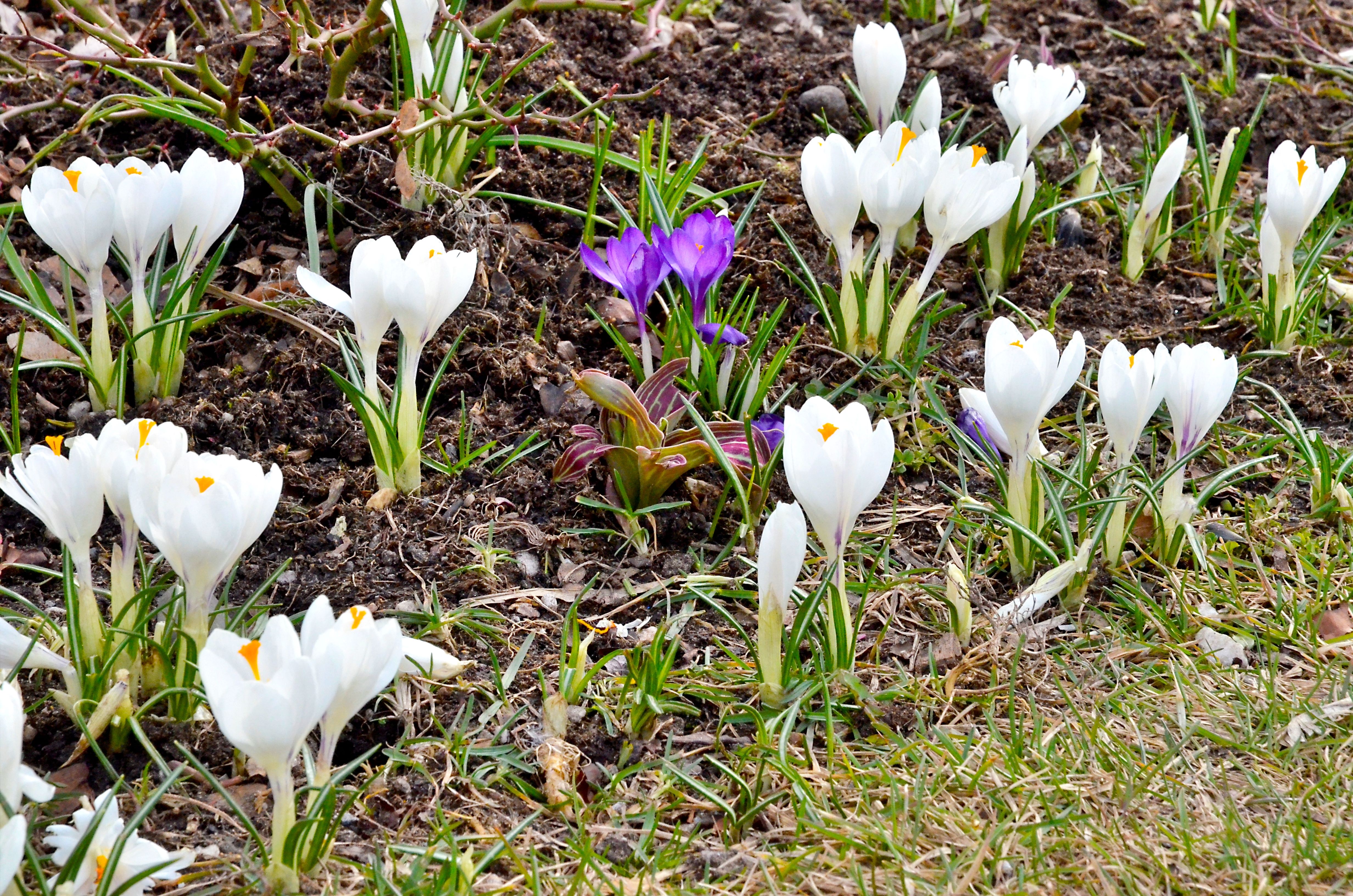 Зацветут ранние цветы. Крокус белый цветок первоцвет. Первоцветы в Ботаническом саду Москва. Самые первые весенние цветы. Ранние цветы весной.