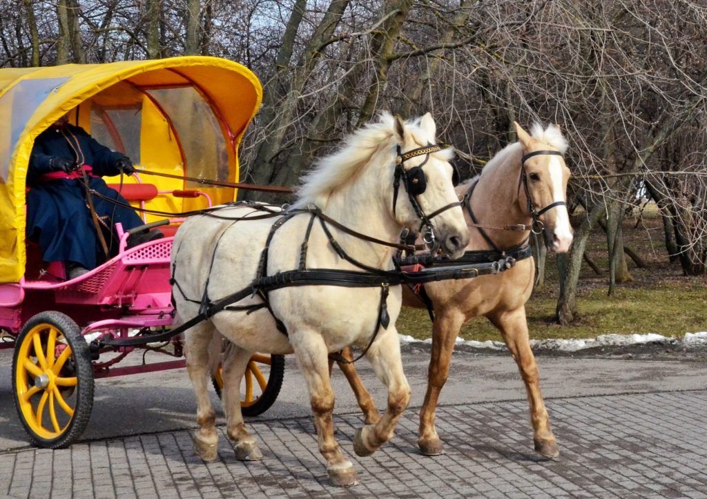 Широкие масленичные гуляния прошли в музее-заповеднике «Коломенское» на выходных. Фото: Анна Быкова